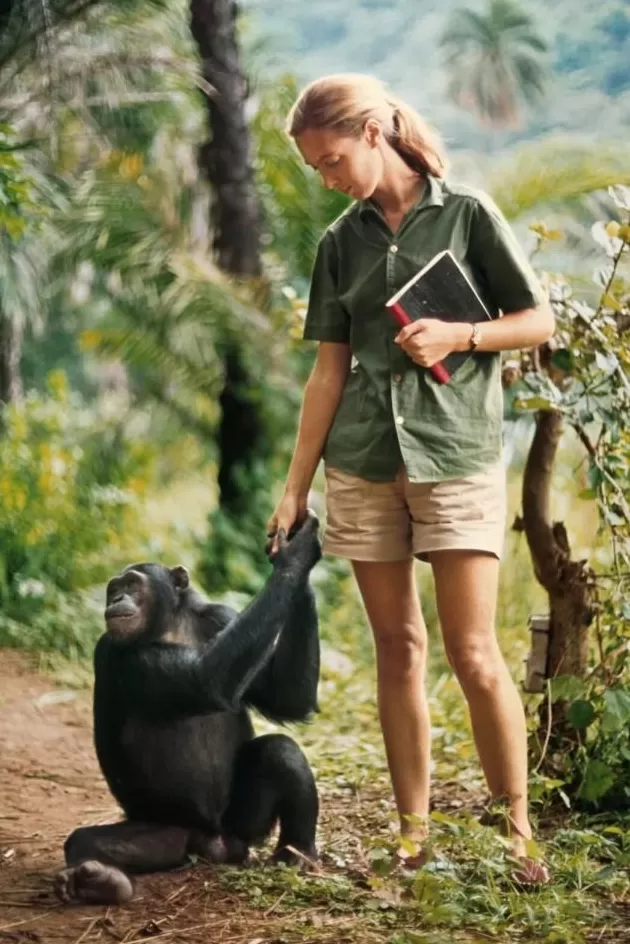 珍·古道尔博士逝世，她为这个世界点燃希望-第9张图片-