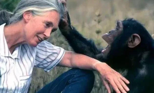 珍·古道尔博士逝世，她为这个世界点燃希望-第11张图片-