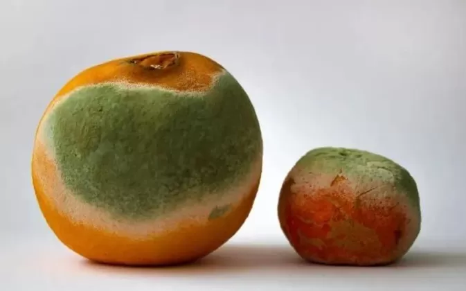 这几种食物发霉后有剧毒，家里有的话赶紧扔掉-第9张图片-