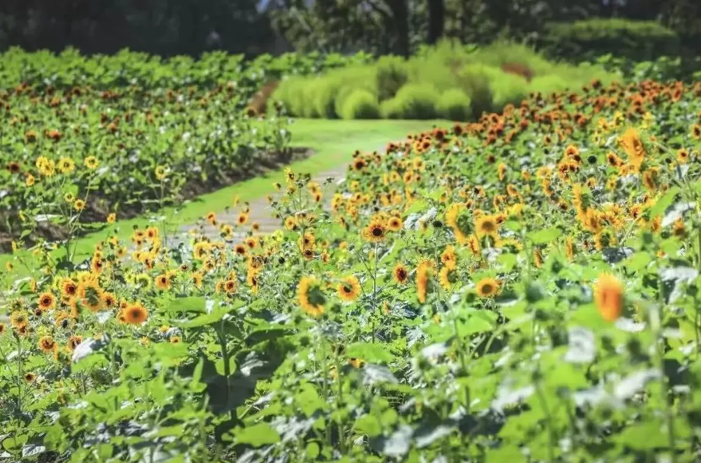 在辰山植物园亲近自然，解锁治愈系国庆假期-第10张图片-