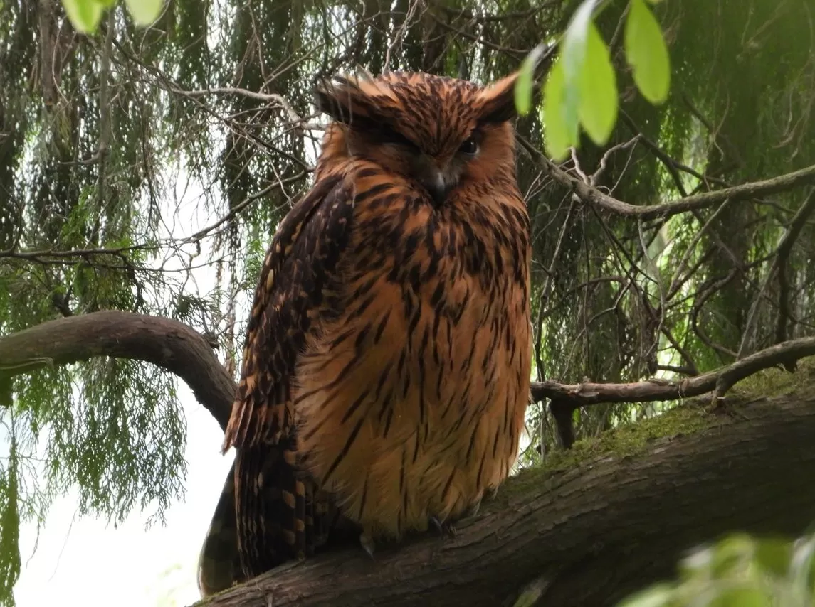 观鸟之旅:我们为什么愿意为一只鸟翻山越岭?|“不基础”旅行-第1张图片- 观鸟之旅:我们为什么愿意为一只鸟翻山越岭?|“不基础”旅行-第1张图片-