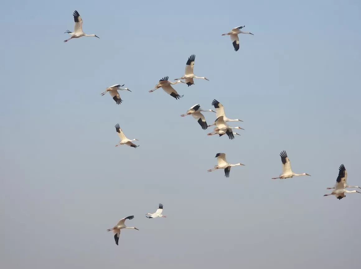 观鸟之旅:我们为什么愿意为一只鸟翻山越岭?|“不基础”旅行-第6张图片- 观鸟之旅:我们为什么愿意为一只鸟翻山越岭?|“不基础”旅行-第6张图片-