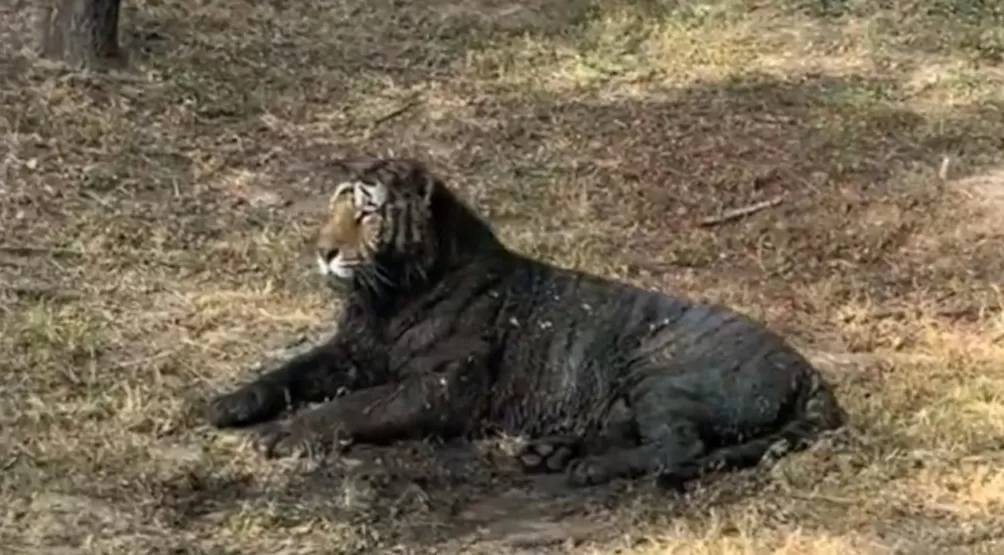 东北虎“二埋汰”脏出新高度-第1张图片-