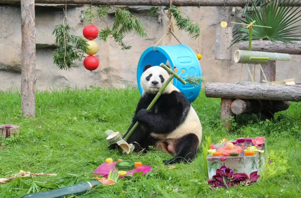 上海野生动物园为三只大熊猫庆生，雪宝、芊金8岁，康康6岁-第1张图片-