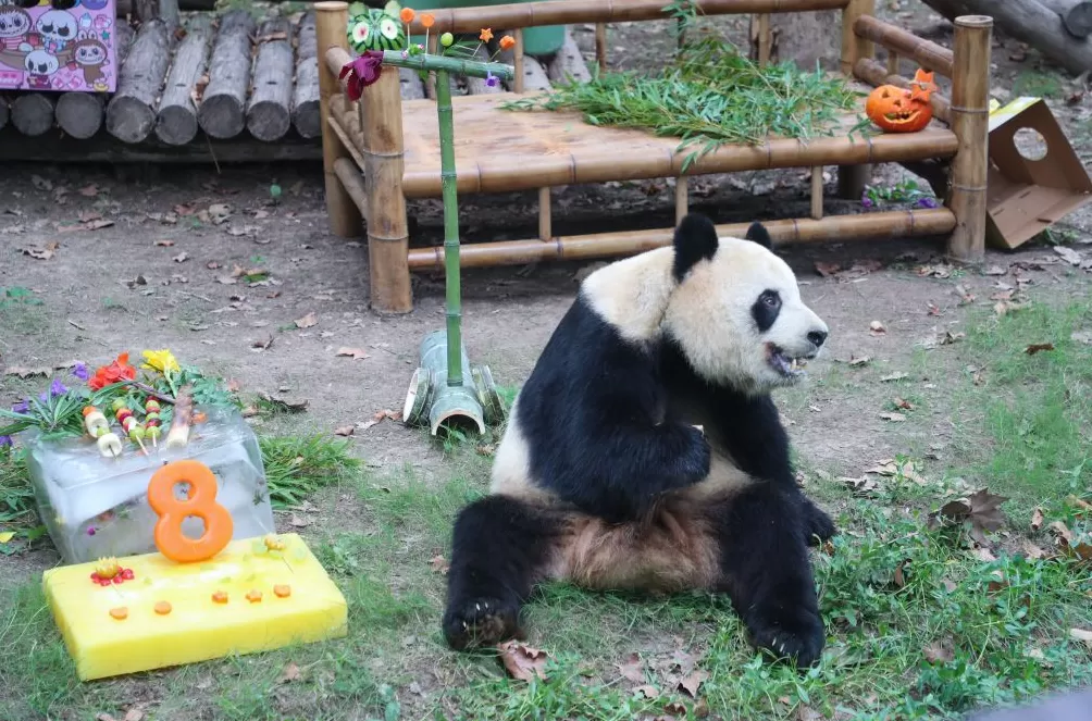上海野生动物园为三只大熊猫庆生，雪宝、芊金8岁，康康6岁-第2张图片-