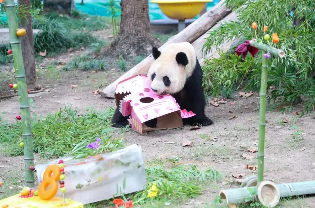 上海野生动物园为三只大熊猫庆生，雪宝、芊金8岁，康康6岁-第3张图片-