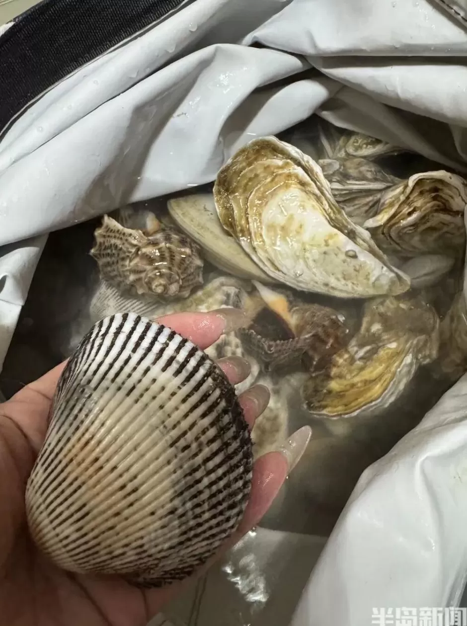 青岛这一海域，大量海鲜被冲上岸！有人赶海俩小时，捞了60多斤-第5张图片-