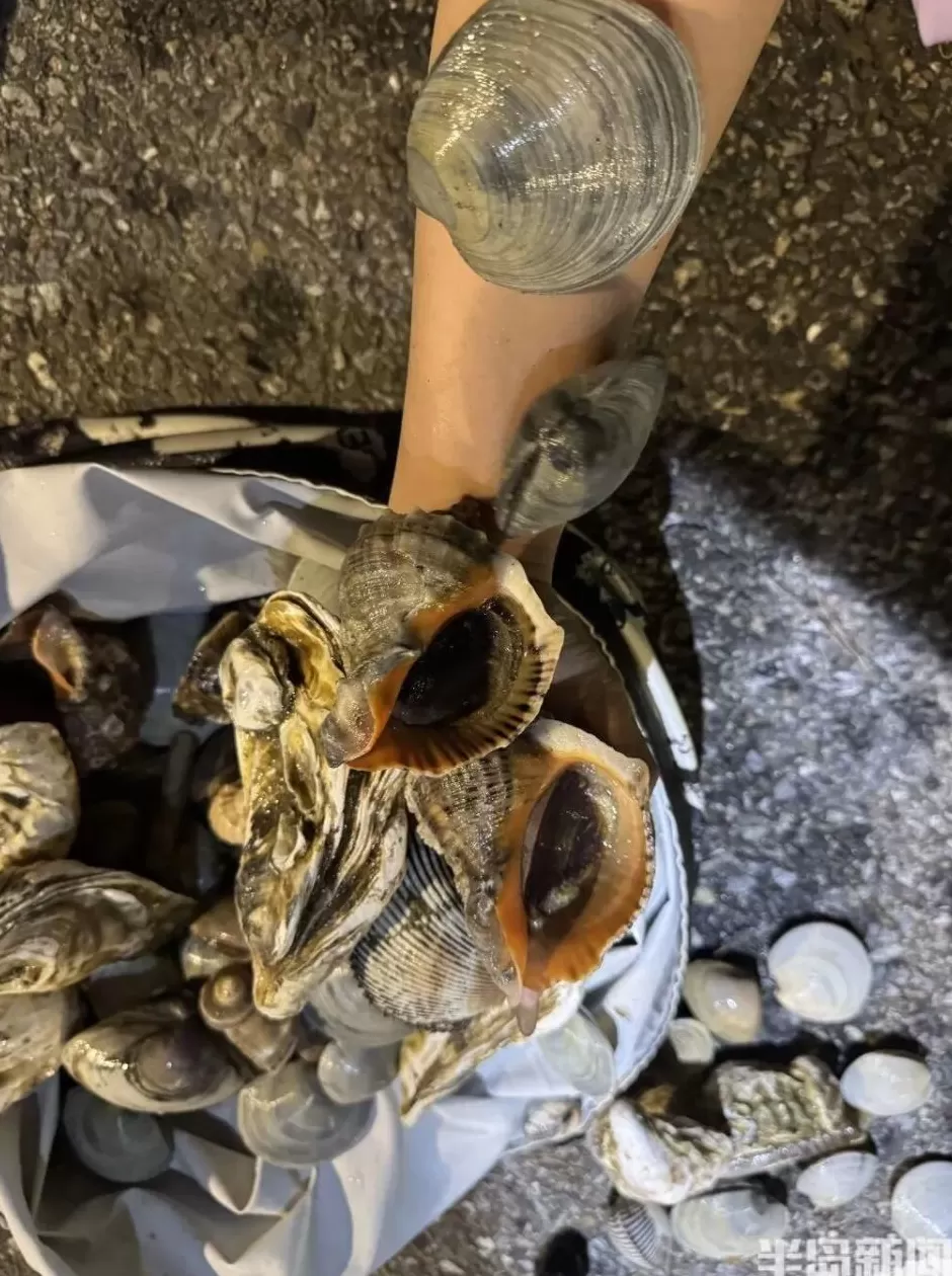 青岛这一海域，大量海鲜被冲上岸！有人赶海俩小时，捞了60多斤-第7张图片-