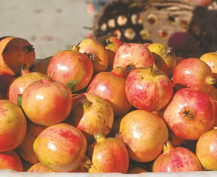 红石榴点亮高原秋——林芝市察隅县昌西村软籽石榴丰收记-第1张图片-