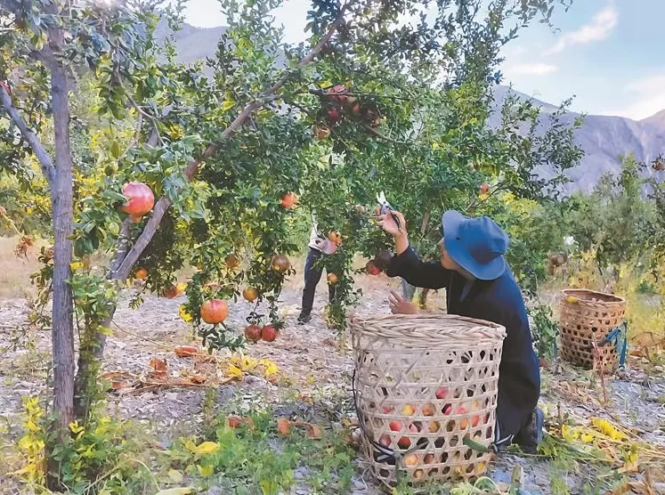 红石榴点亮高原秋——林芝市察隅县昌西村软籽石榴丰收记-第2张图片-