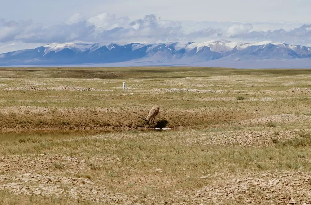 图集丨沿着109国道，从可可西里到冬克玛底冰川-第21张图片-
