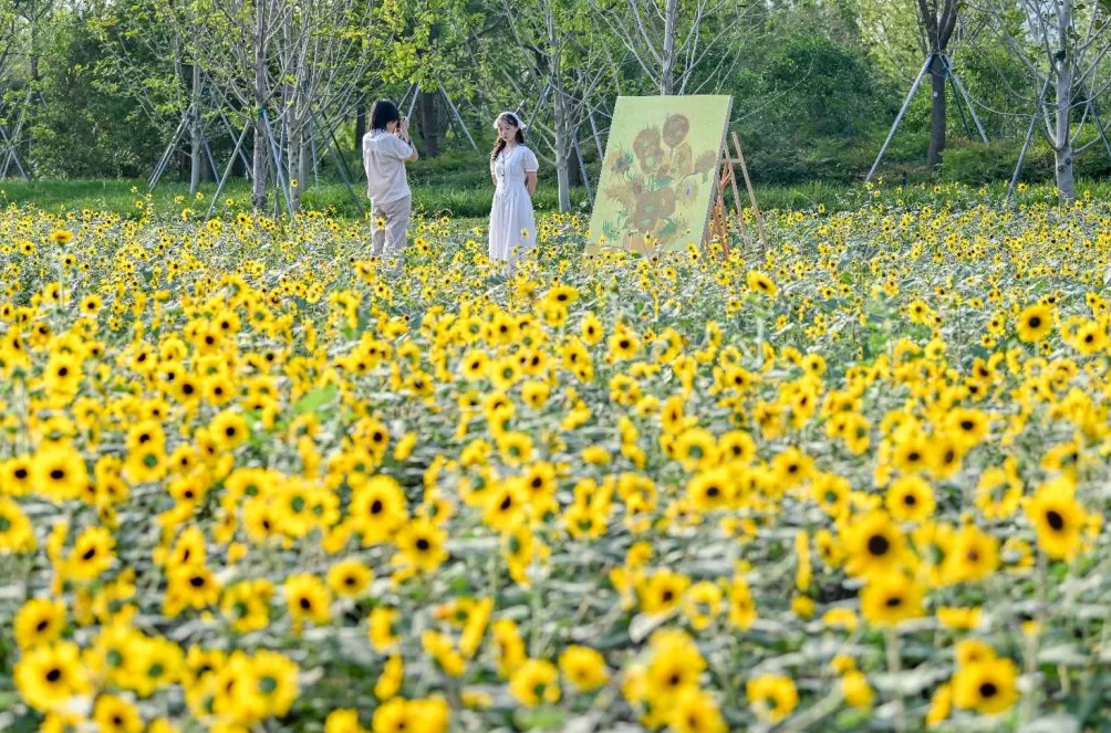 魔都眼·国庆｜世博文化公园秋日派对，在温暖阳光里徜徉花海-第1张图片-