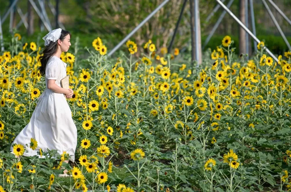 魔都眼·国庆｜世博文化公园秋日派对，在温暖阳光里徜徉花海-第5张图片-