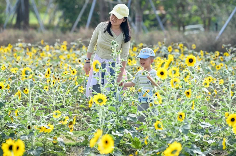 魔都眼·国庆｜世博文化公园秋日派对，在温暖阳光里徜徉花海-第6张图片-