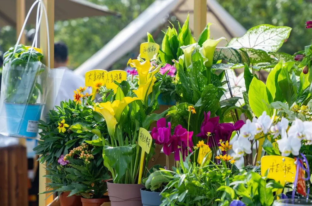 魔都眼·国庆｜世博文化公园秋日派对，在温暖阳光里徜徉花海-第10张图片-