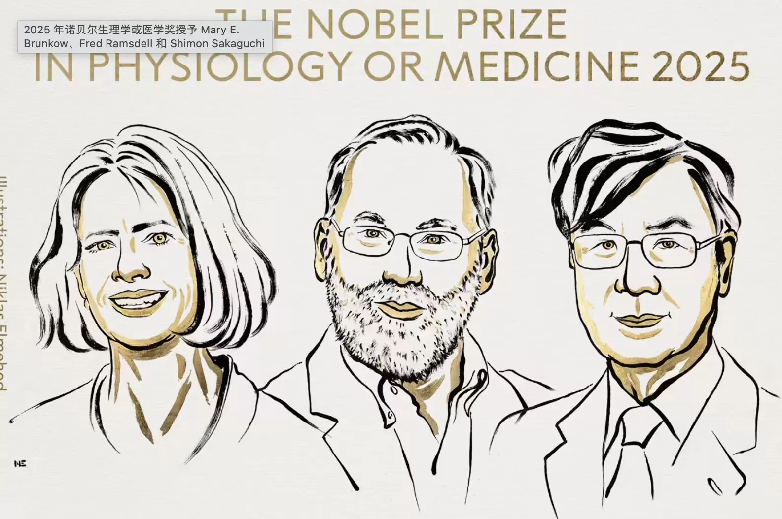 鉴定出免疫系统的“安全卫士”，三名科学家获2025年诺贝尔生理学或医学奖-第1张图片-