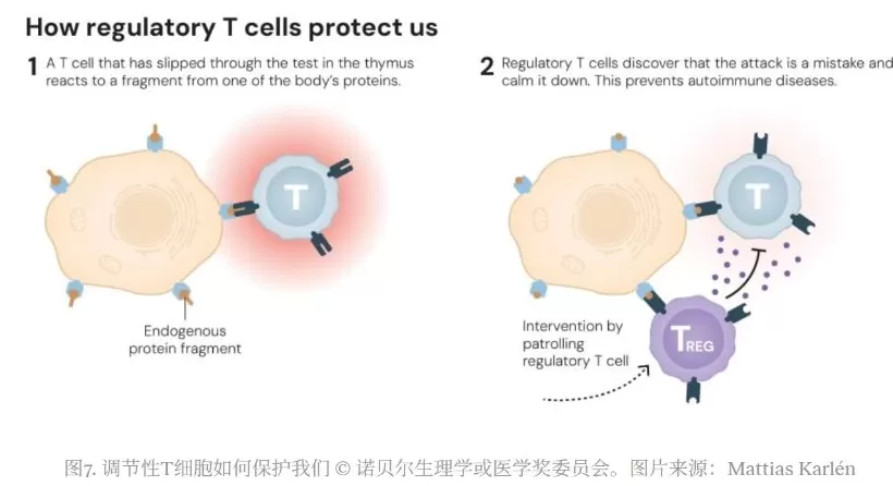 三名解答免疫系统如何受控的科学家获2025年诺贝尔生理学或医学奖-第2张图片-