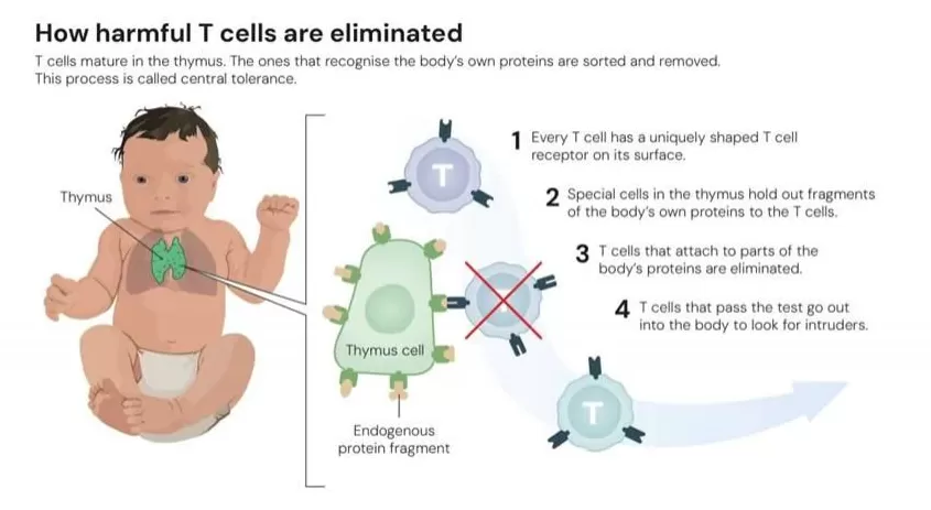 逆主流理论爆冷摘得2025诺贝尔生医奖，免疫“刹车”机制终获认可-第3张图片-