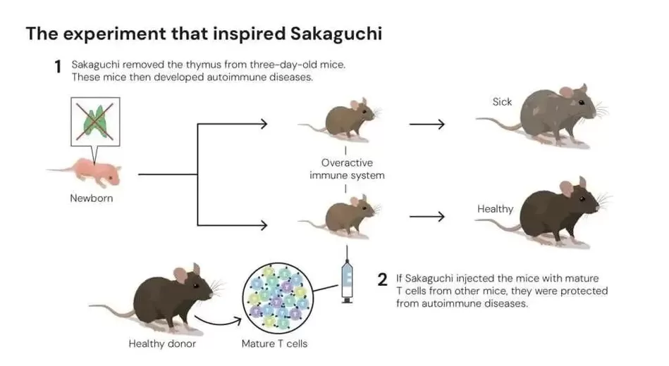 逆主流理论爆冷摘得2025诺贝尔生医奖，免疫“刹车”机制终获认可-第4张图片-