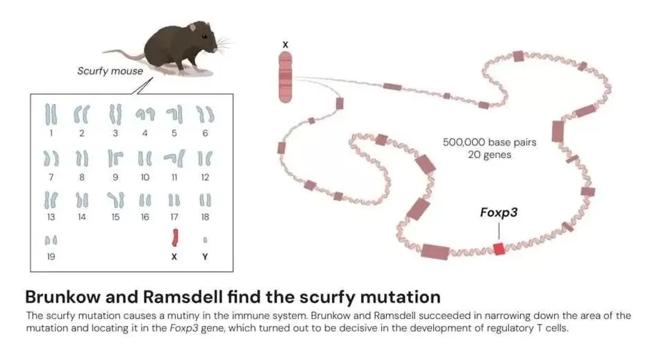 逆主流理论爆冷摘得2025诺贝尔生医奖，免疫“刹车”机制终获认可-第6张图片-