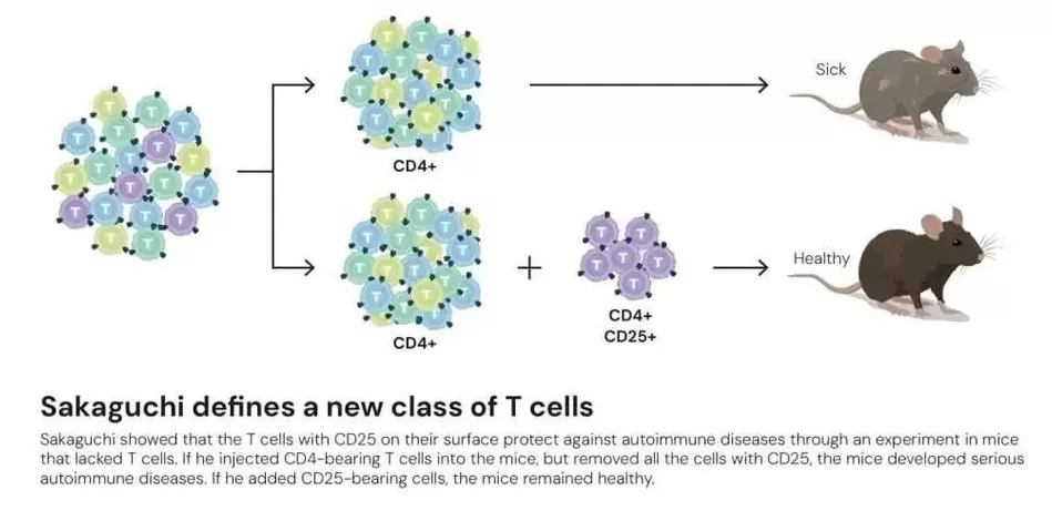 逆主流理论爆冷摘得2025诺贝尔生医奖，免疫“刹车”机制终获认可-第5张图片-