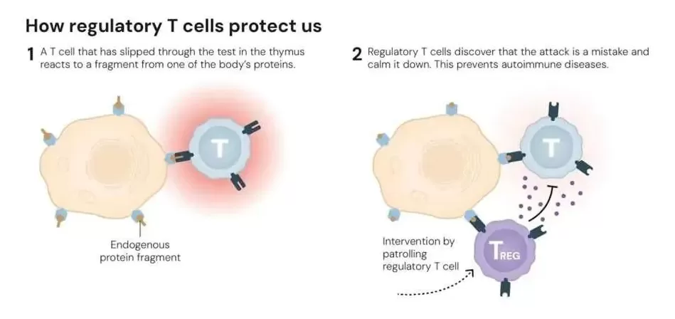 逆主流理论爆冷摘得2025诺贝尔生医奖，免疫“刹车”机制终获认可-第7张图片-