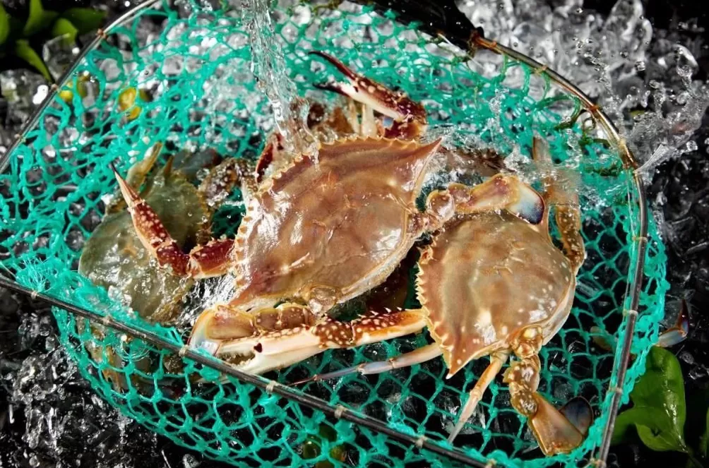 刚死不久的螃蟹,还能吃吗?-第2张图片- 刚死不久的螃蟹,还能吃吗?-第2张图片-