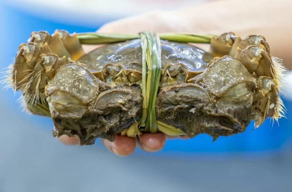 刚死不久的螃蟹,还能吃吗?-第1张图片- 刚死不久的螃蟹,还能吃吗?-第1张图片-