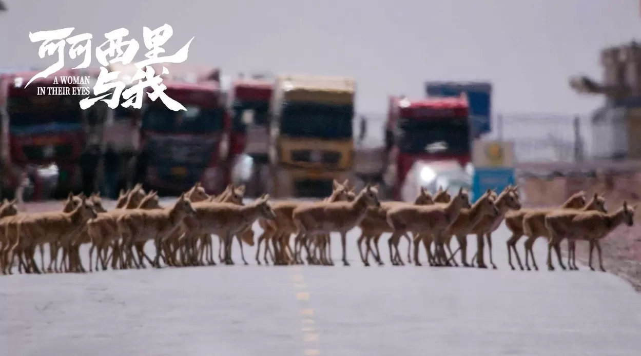 退役“鸟人”拍摄可可西里：让中国的荒原故事被世界看见-第4张图片-