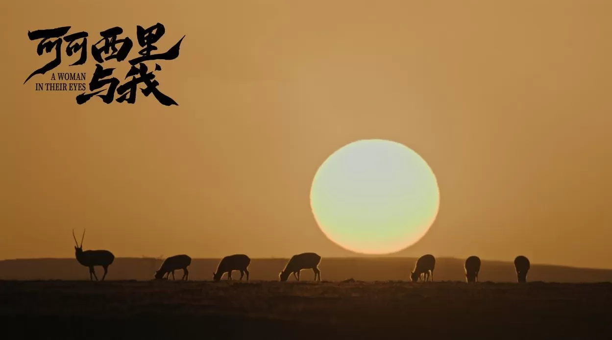 退役“鸟人”拍摄可可西里：让中国的荒原故事被世界看见-第5张图片-