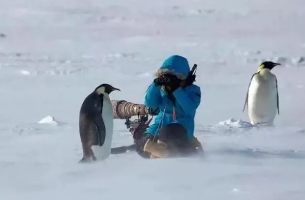 退役“鸟人”拍摄可可西里：让中国的荒原故事被世界看见-第8张图片-