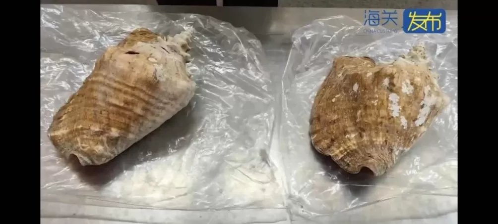 2件濒危螺壳制品入境被查，系保护物种女王凤凰螺-第1张图片-
