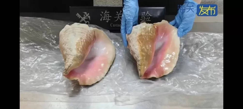 2件濒危螺壳制品入境被查，系保护物种女王凤凰螺-第2张图片-