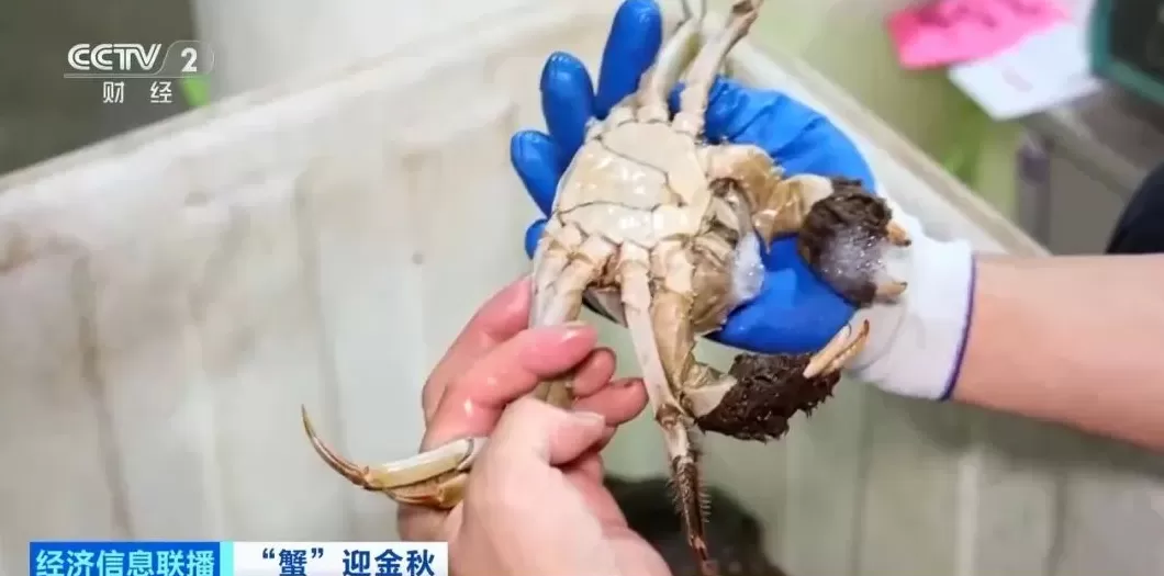 平均月收入约2万元！“挑蟹师”职业近期缺口大-第1张图片-