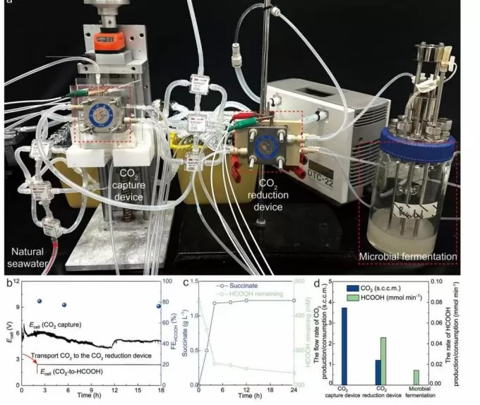 从海洋里边捕碳边产料，中国团队计划在沿海地区构建“绿色工厂”-第1张图片-