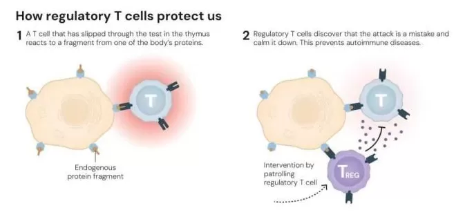 从被抛弃的假说到诺奖：他找到了免疫系统的“和平警察”-第2张图片-