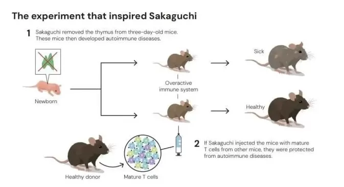 从被抛弃的假说到诺奖：他找到了免疫系统的“和平警察”-第3张图片-