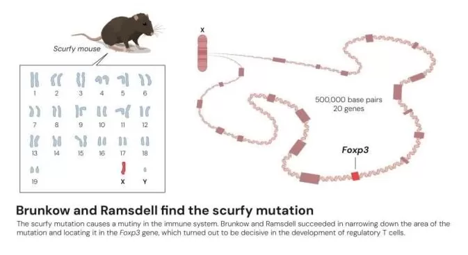 从被抛弃的假说到诺奖：他找到了免疫系统的“和平警察”-第4张图片-