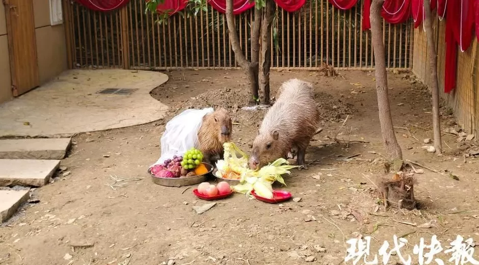 网红豚“豆包”结婚啦，游客送玉米西兰花“随份子”-第1张图片-