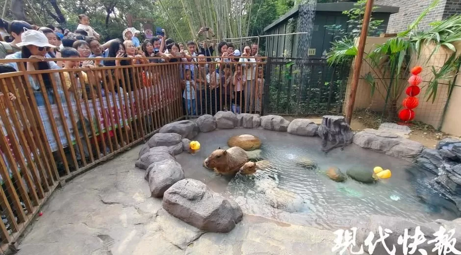 网红豚“豆包”结婚啦，游客送玉米西兰花“随份子”-第4张图片-