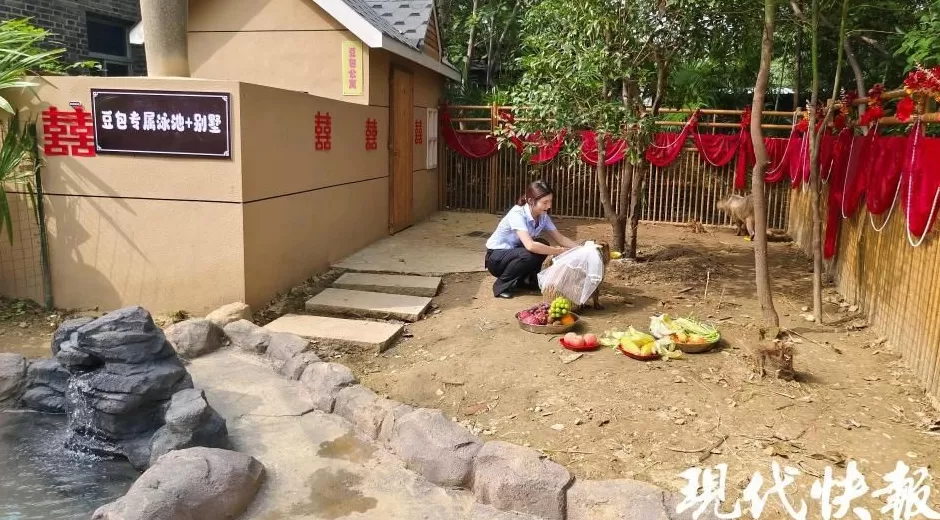 网红豚“豆包”结婚啦，游客送玉米西兰花“随份子”-第3张图片-