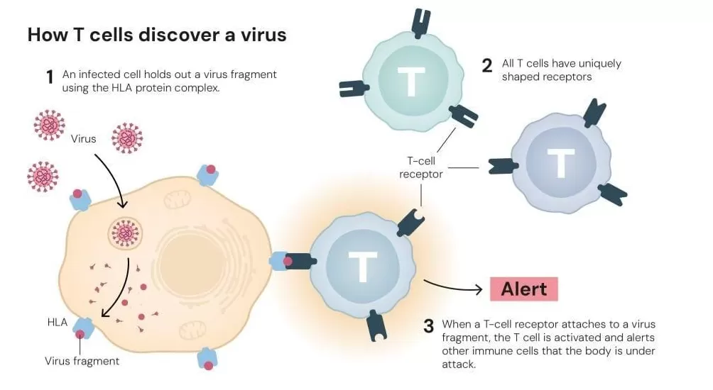 30年后摘得诺奖，一个叛逆“东亚小孩”的胜利-第4张图片-