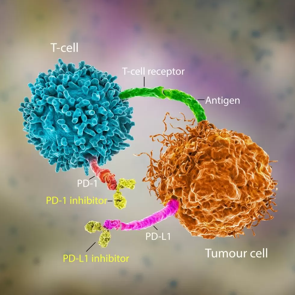 30年后摘得诺奖，一个叛逆“东亚小孩”的胜利-第9张图片-