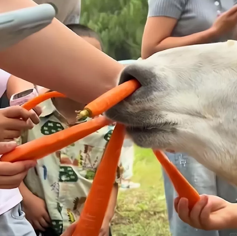 真的吃不动了！羊驼被投喂吃撑倒地翻白眼？动物园：不会撑死-第3张图片-