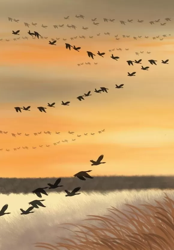 寒露：菊黄贝肥秋意浓-第1张图片-