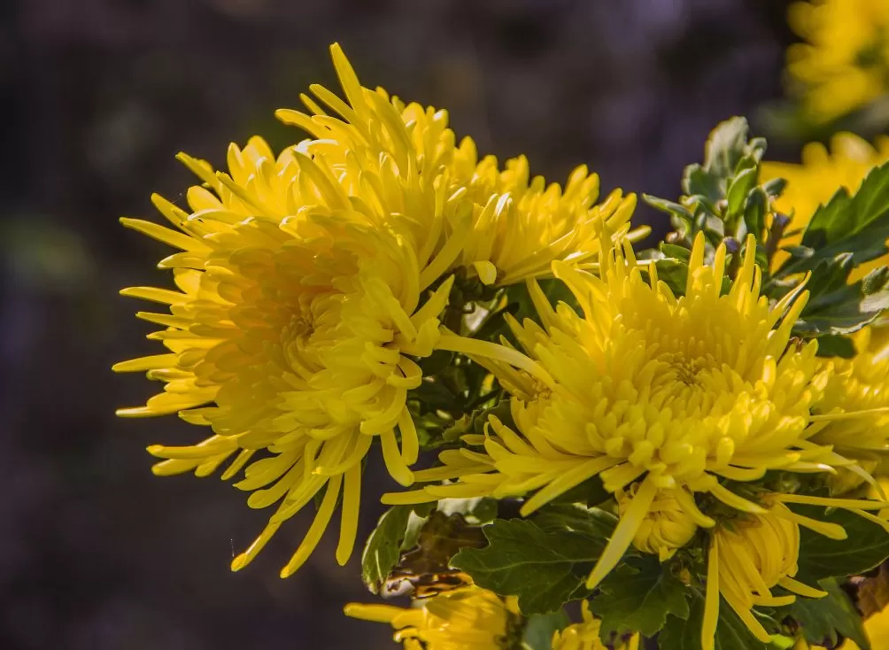 寒露：菊黄贝肥秋意浓-第3张图片-