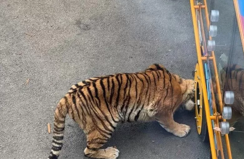 大连一动物园观光车压碎老虎下巴？涉事动物园回应-第1张图片-