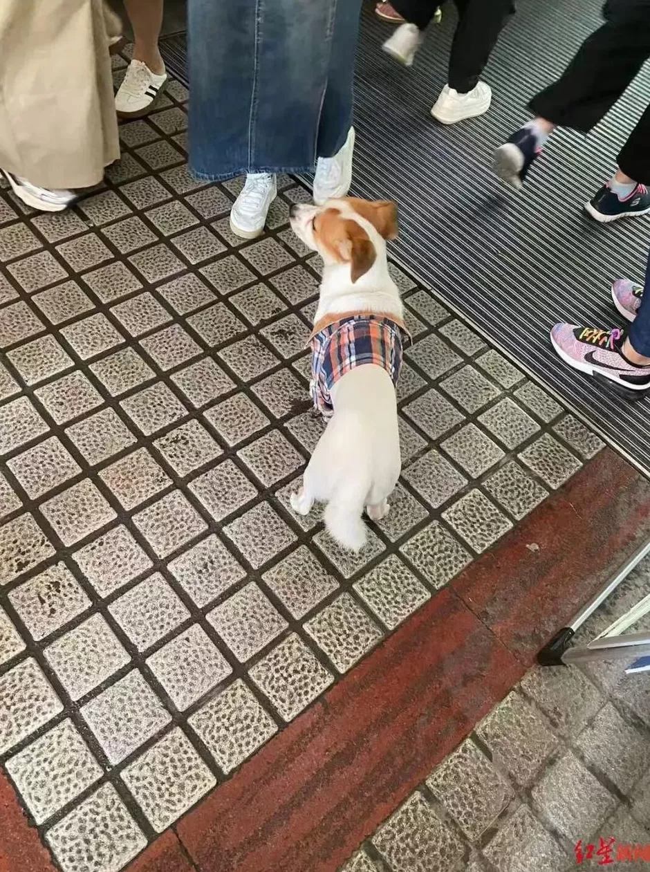 小狗长假“被弃高速”不吃不喝苦等主人，主人返程特意绕行数十公里来找它：不是故意丢弃-第1张图片-