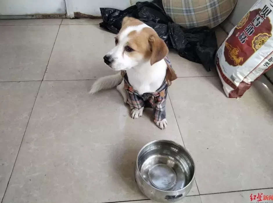 小狗长假“被弃高速”不吃不喝苦等主人，主人返程特意绕行数十公里来找它：不是故意丢弃-第2张图片-