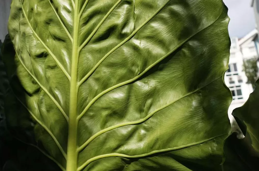 看展览｜陆元敏眼里的彩色上海：生活中好玩的东西都在细节里-第11张图片-